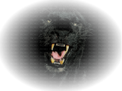 tube panthere noir - PNG gratuit