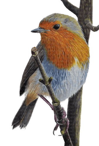 Rotkelchen, Vogel, Bird - PNG gratuit
