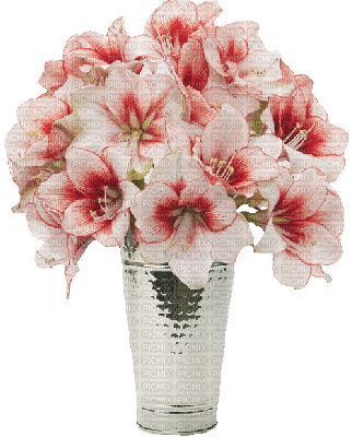 Blumen weiss, rot, Vase - Besplatni animirani GIF