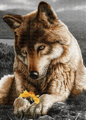 wolf - GIF animé gratuit