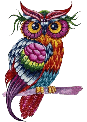 oiseau chouette - darmowe png