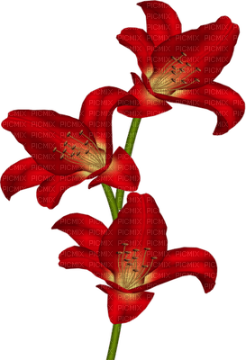 LYS ROUGES - 免费PNG