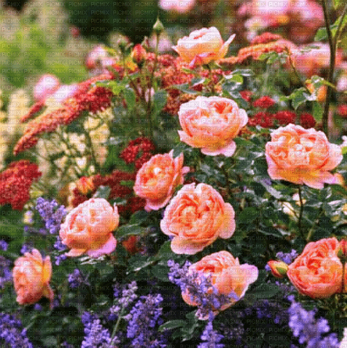 Rena Hintergrund Background Roses Rosen - PNG gratuit