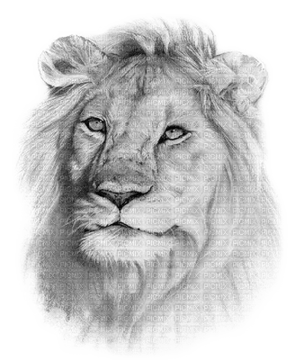 lion katrin - gratis png