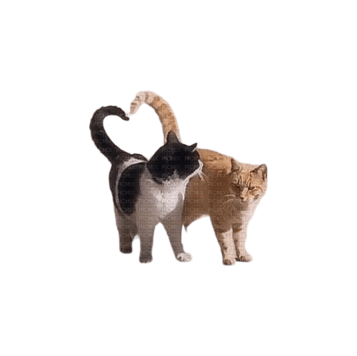 Stray cats - kostenlos png