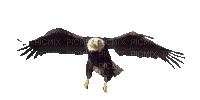 aigle - GIF animado grátis