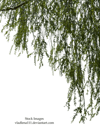 Branche - nemokama png