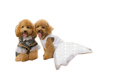 wedding dogs - безплатен png