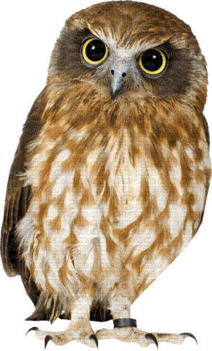 autumn owl kikkapink - ilmainen png
