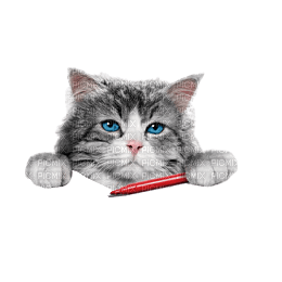 Zizi_Diamond Cat - бесплатно png