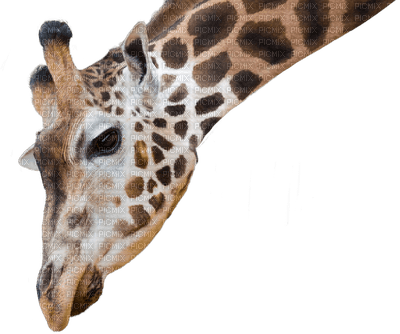Giraffe bp - besplatni png