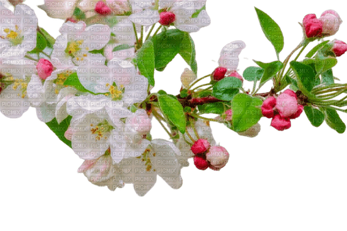 Spring Blossom - png gratis
