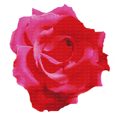 trandafir - zadarmo png