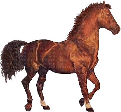 chevaux ** - Бесплатный анимированный гифка