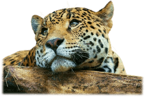 leopardo - png gratis