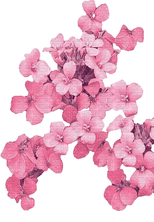 fiori di pesco - фрее пнг