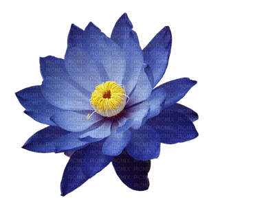 patymirabelle fleurs - бесплатно png