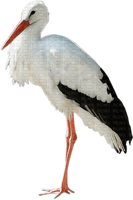 Heron - Free PNG