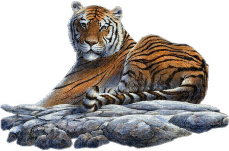 tigre - фрее пнг