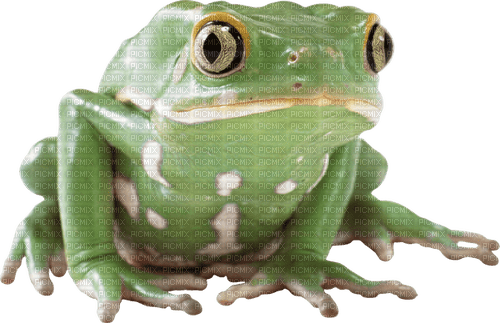 Kaz_Creations Frog - bezmaksas png