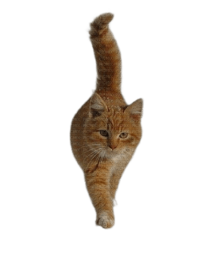 animals cats nancysaey - PNG gratuit