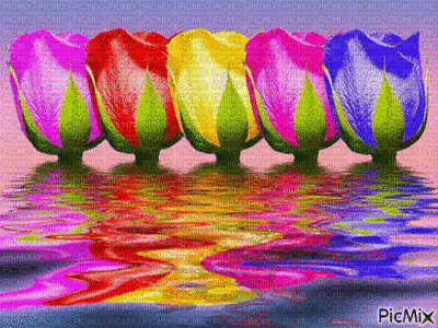 Row of Roses GIF - Ingyenes animált GIF