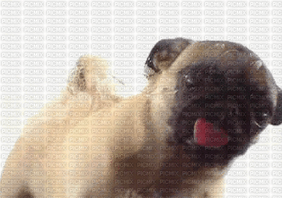 dog bp - 無料のアニメーション GIF