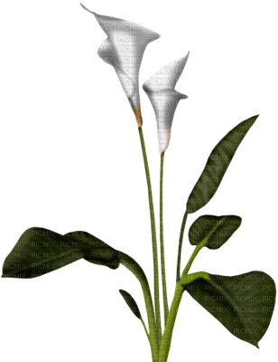 Flowers white bp - безплатен png