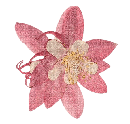 pink pressed flower - nemokama png