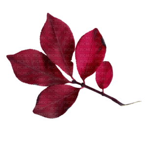 minou-red-leafs - 無料png