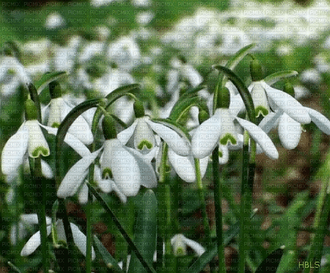 Background Snowdrop - Darmowy animowany GIF