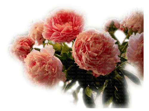 roses flowers peach, sunshine3 - png ฟรี