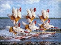 poules - Free PNG