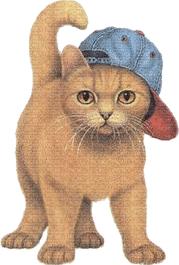 chat à casquette - Bezmaksas animēts GIF