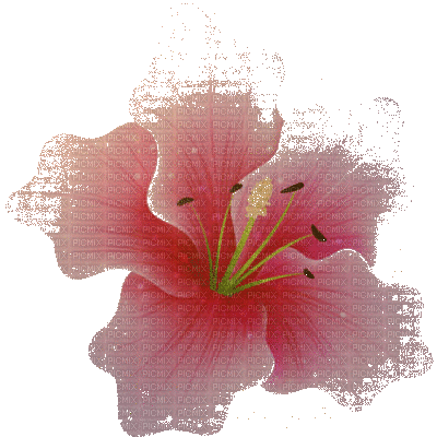 flower - Ücretsiz animasyonlu GIF