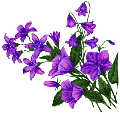 blommor-lila - png ฟรี