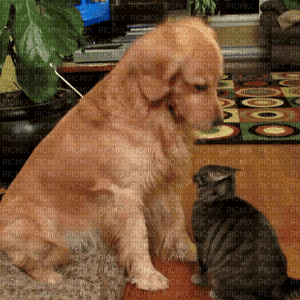 dog - Cat Nitsa P - GIF animado grátis
