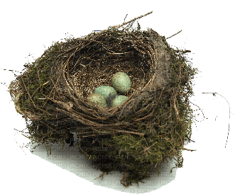 Kaz_Creations Birds Nest - png gratis