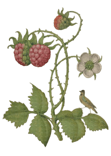 vintage raspberry - bezmaksas png
