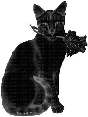 cat katrin - Zdarma animovaný GIF