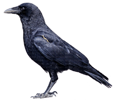 cuervo - darmowe png