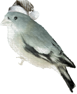 vogel bird winter milla1959 - GIF animado gratis