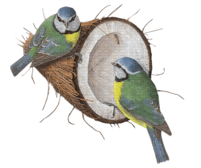 Kaz_Creations Birds Bird Coconut - PNG gratuit
