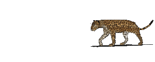 stalking leopard - GIF animasi gratis