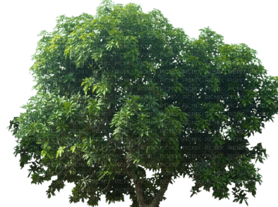 Baum - zdarma png