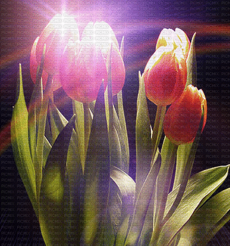 MMarcia gif tulipa  tulip tulipe - GIF animado grátis