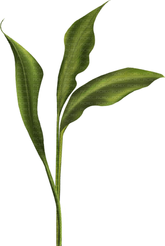 feuilles vertes - darmowe png