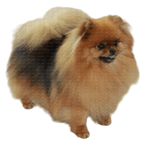 Pomeranian - besplatni png