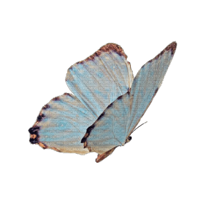Butterfly - ücretsiz png