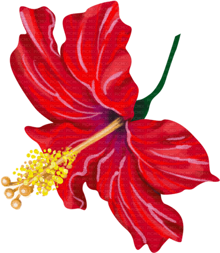 hibiscus Bb2 - zadarmo png